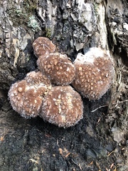 Pseudoinonotus
