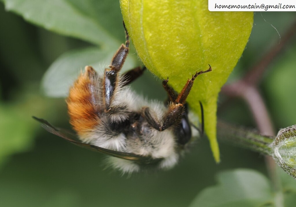 Bombus impetuosus
