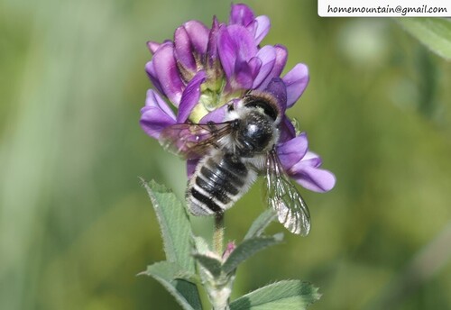 White-tipped Leafcutter Bee