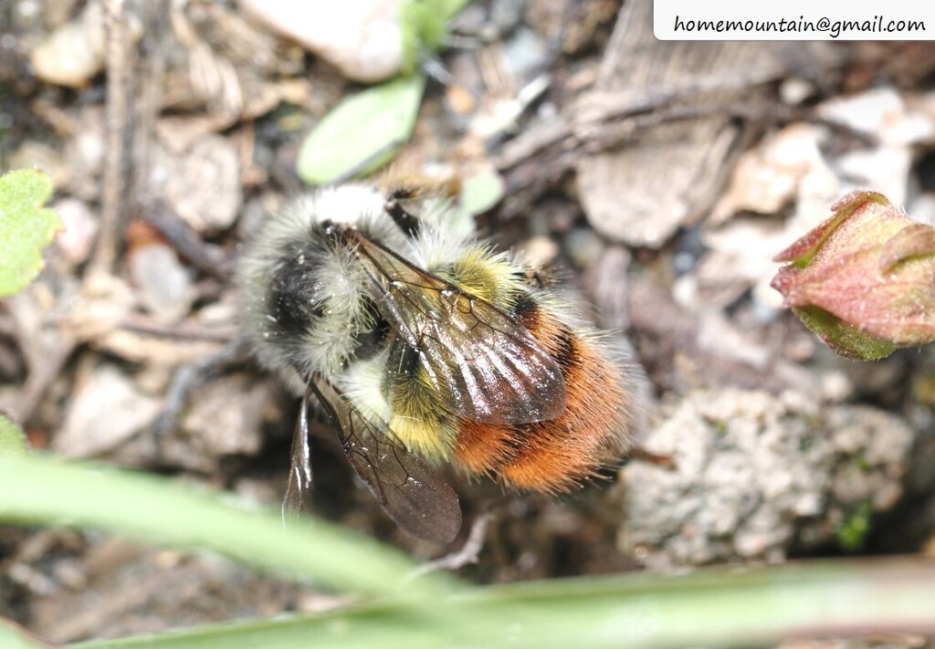 Bombus lepidus