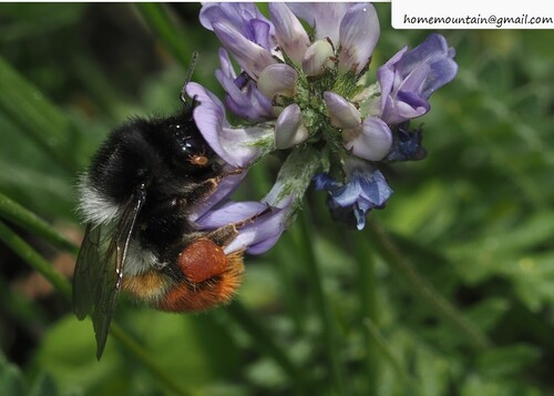Fiery-bodied Bumble Bee