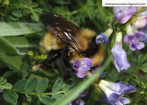 Bombus filchnerae