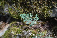 Argyrochosma limitanea