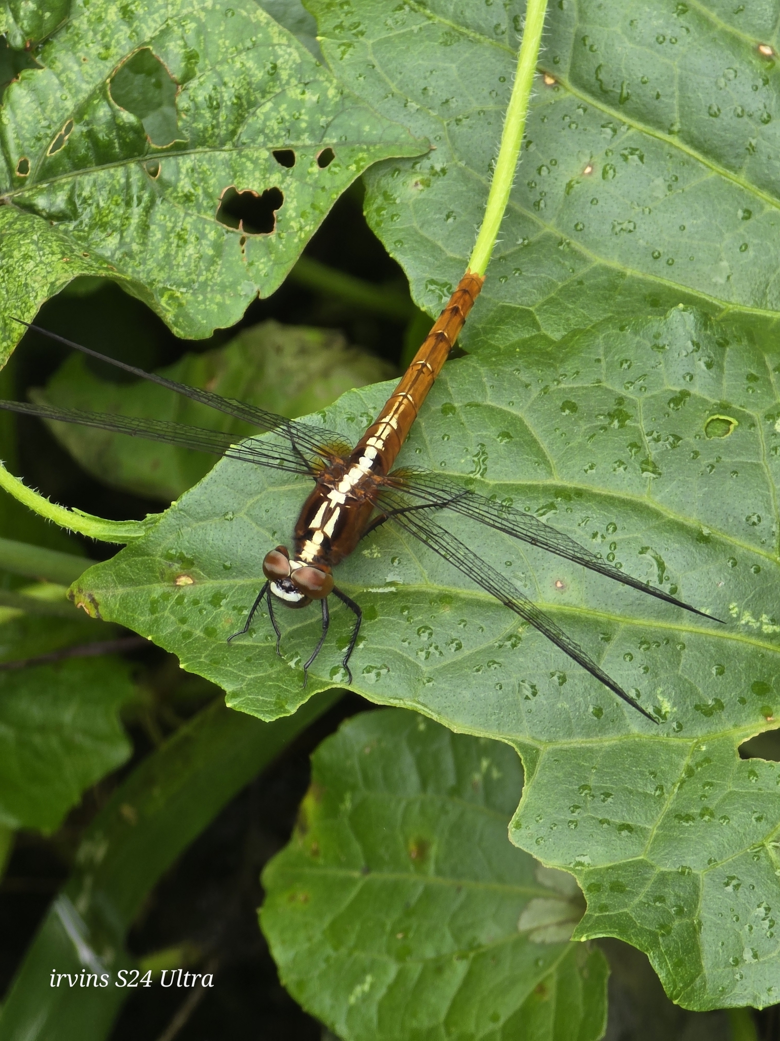 Rufous Marsh Glider