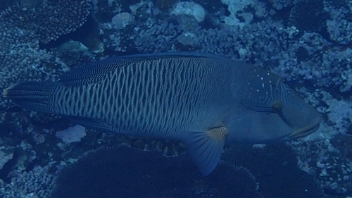 Napoleon Wrasse