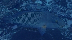 Napoleon Wrasse