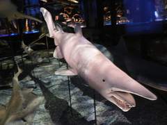 Goblin Shark photo 3