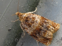 Olethreutes dolosana