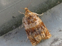 Olethreutes dolosana