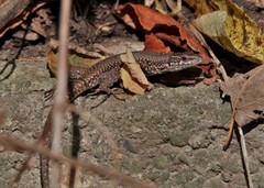 Podarcis muralis maculiventris