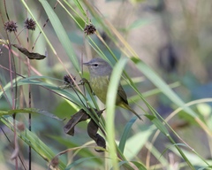 Leiothlypis celata celata