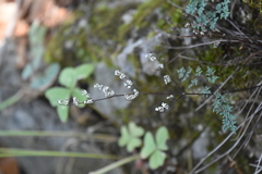 Argyrochosma limitanea
