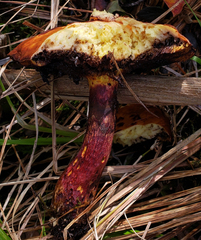 Suillus spectabilis