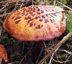 Suillus spectabilis
