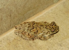 Dendropsophus melanargyreus