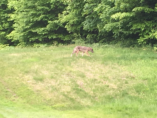Eastern Wolf