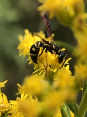 Parancistrocerus pedestris
