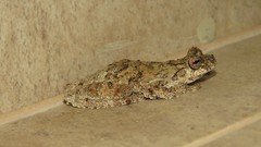Dendropsophus melanargyreus