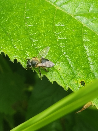 Western Honey Bee
