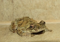 Dendropsophus melanargyreus
