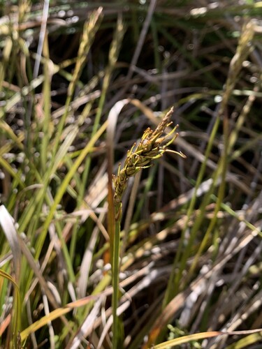 Carex penalpina observed 2025-02-22
