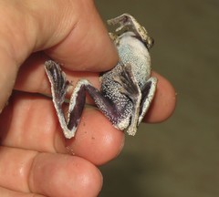 Dendropsophus melanargyreus