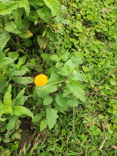 Crassocephalum vitellinum