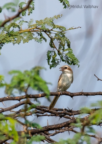Isabelline Shrike
