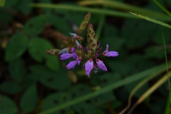 Desmodium pringlei