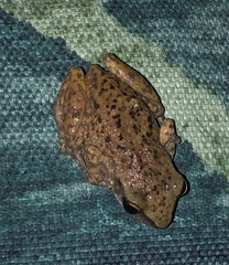 Eleutherodactylus campi