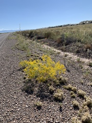 Sartwellia flaveriae