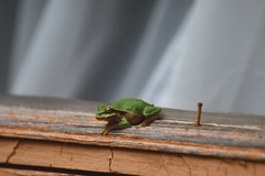 Hyla walkeri