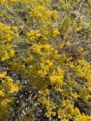 Sartwellia flaveriae