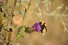 Bombus fervidus