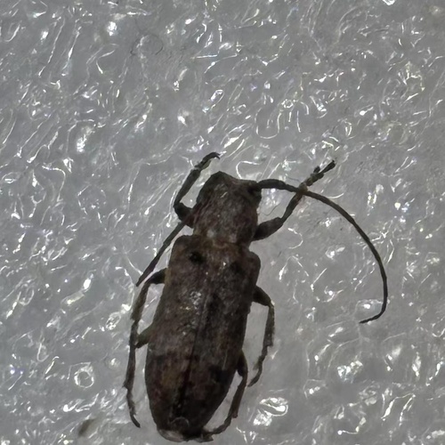 Pterolophia angusta
