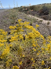 Sartwellia flaveriae