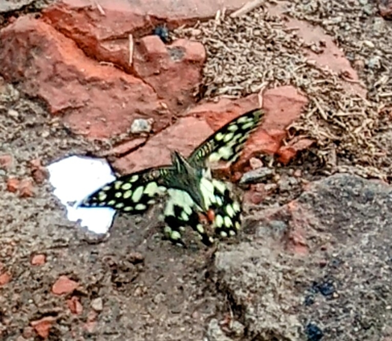 Lime Swallowtail