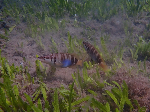 Serranus scriba