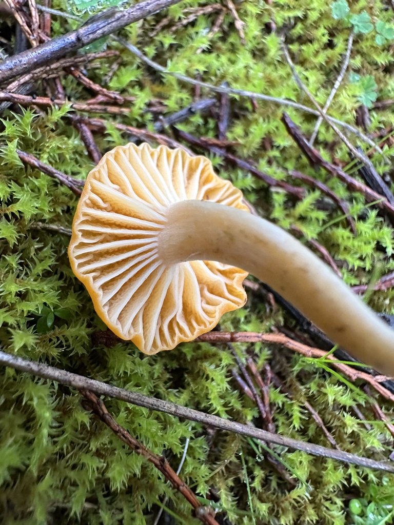 Cuphophyllus austropratensis · July 2025 · photo: © prossington (iNaturalist, cc-by)