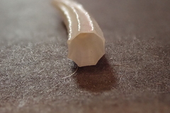Dentalium octangulatum
