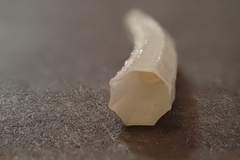 Dentalium octangulatum
