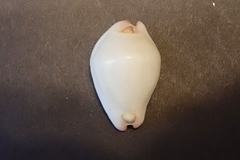 Calpurnus verrucosus