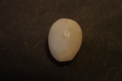 Niveria quadripunctata