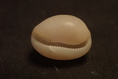 Niveria quadripunctata