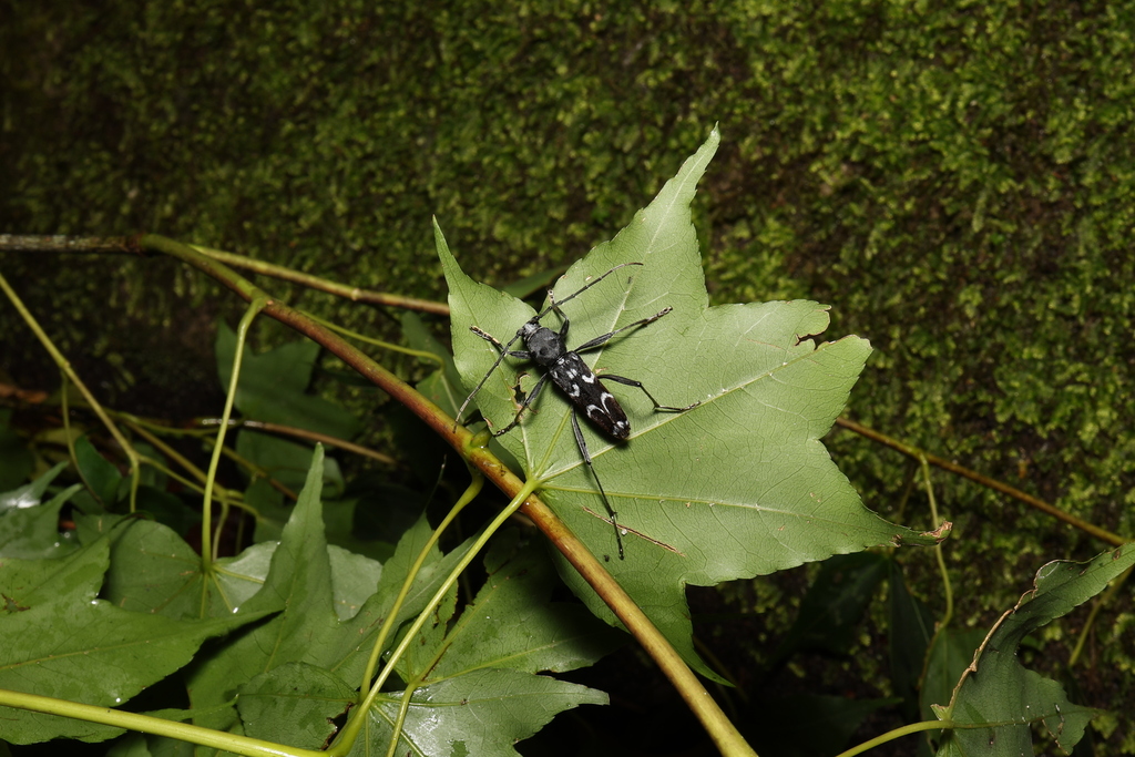 Grammographus arcuatus