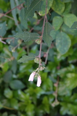 Urena procumbens