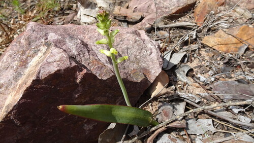 Lachenalia cernua