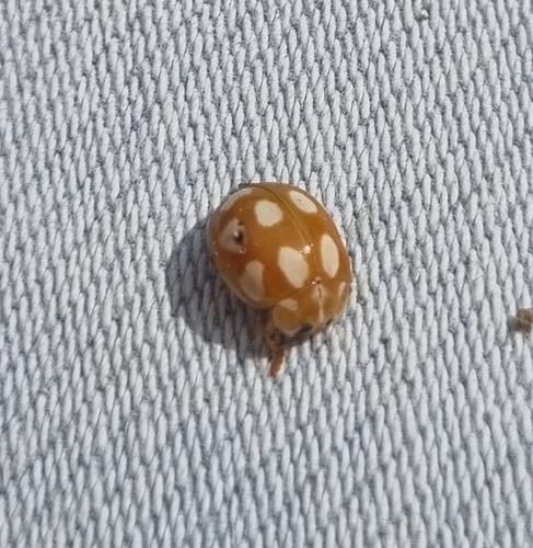 Little Arboreal Lady Beetle, 4701 EJ Roosendaal, Nederland, photo 9 of 10