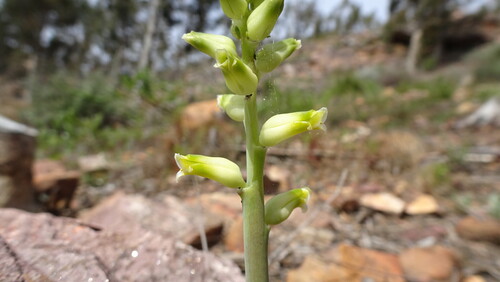 Lachenalia cernua