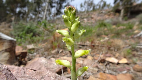 Lachenalia cernua